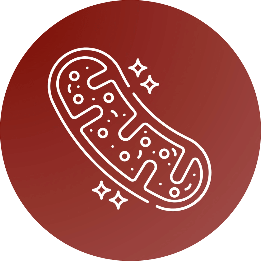 Sorelux Red Light Therapy Belt